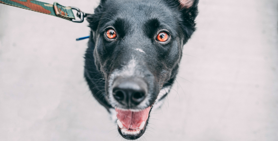 clanek 7 - pece 2026 1